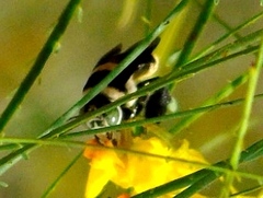 Centris flavofasciata