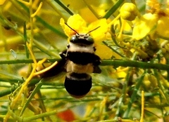 Centris flavofasciata