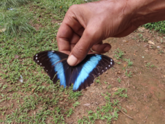 Morpho achilles achilles