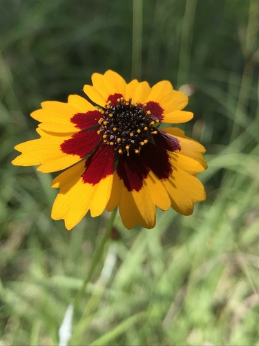 Image of Coreopsis wrightii by no rights reserved