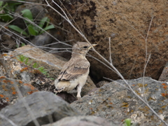 Oenanthe isabellina