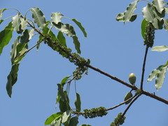 Sideroxylon capiri tempisque