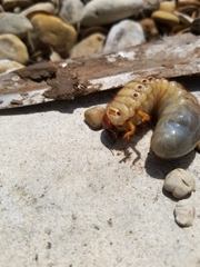 Dynastes tityus