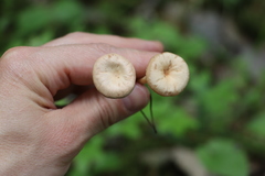 Clitocybe vibecina