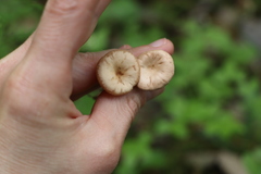 Clitocybe vibecina