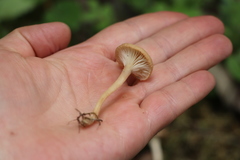 Clitocybe vibecina