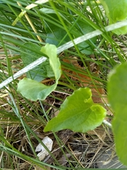 Viola tricolor
