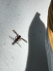 Tritoxa incurva