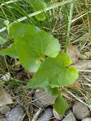 Viola tricolor