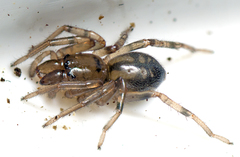 Desognaphosa yabbra