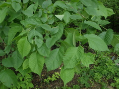 Ulmus laevis