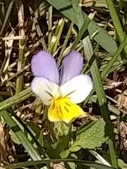 Viola tricolor