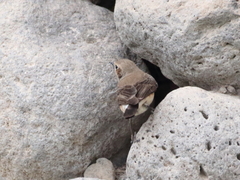 Oenanthe melanoleuca