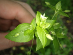 Stellaria media