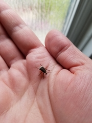Eurymycter