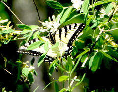 Papilio canadensis