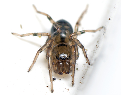 Desognaphosa yabbra