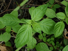 Impatiens glandulifera