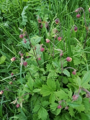 Geum rivale