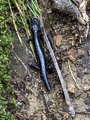 Plethodon glutinosus