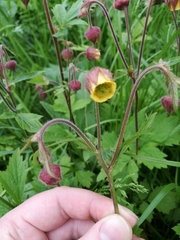 Geum rivale