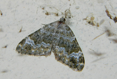 Coenotephria tophaceata