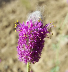 Dalea ornata