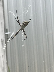 Argiope argentata