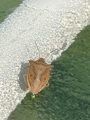 Euschistus ictericus