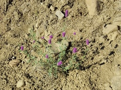 Dalea ornata