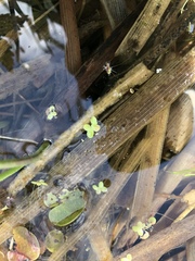 Spirodela polyrhiza