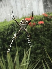 Argiope argentata