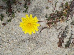 Leontodon saxatilis saxatilis