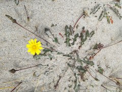 Leontodon saxatilis saxatilis