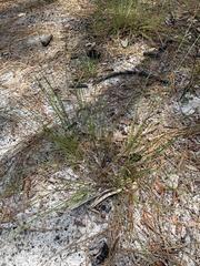 Bulbostylis ciliatifolia