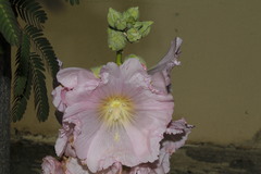 Alcea biennis