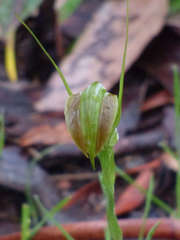 Pterostylis grandiflora