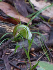 Pterostylis grandiflora