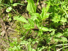 Erynnis icelus
