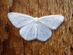 Protitame subalbaria