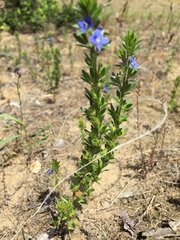 Veronica dillenii