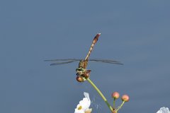 Arigomphus pallidus