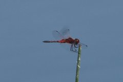 Celithemis bertha