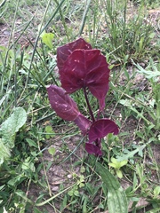 Atriplex hortensis