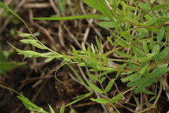 Vicia tetrasperma