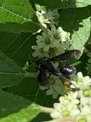 Isodontia auripes