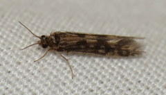 Agraylea multipunctata