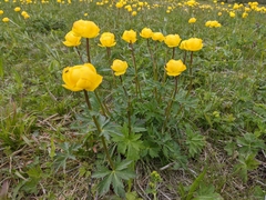 Trollius europaeus transsilvanicus