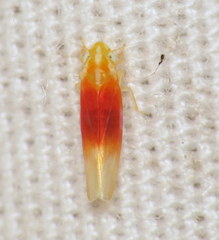 Erythridula amabilis