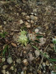 Anthyllis vulneraria boissieri